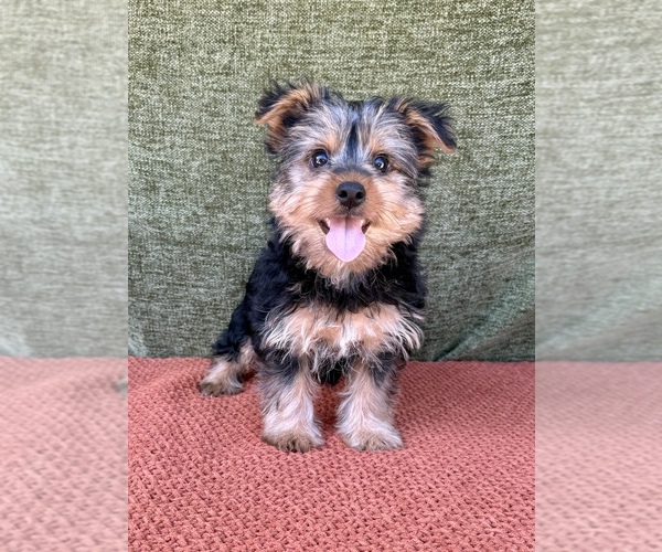 Medium Photo #2 Yorkshire Terrier Puppy For Sale in OCALA, FL, USA