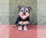 Small #1 Yorkshire Terrier