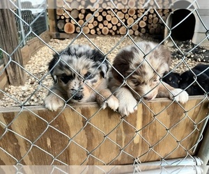 Australian Shepherd Litter for sale in MEHERRIN, VA, USA