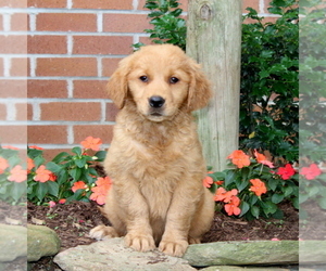 Golden Retriever Puppy for sale in NEW PROVIDENCE, PA, USA