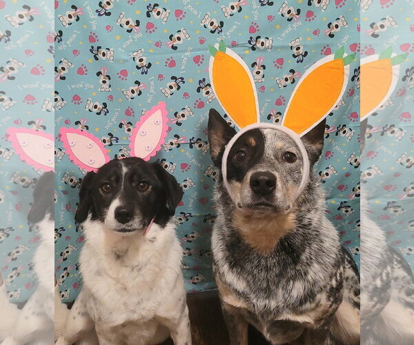 Medium Photo #1 Mutt Puppy For Sale in FAIRLAWN, OH, USA