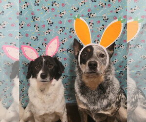 Mutt Dogs for adoption in FAIRLAWN, OH, USA