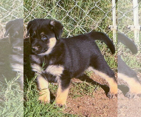 Medium Photo #3 Gerberian Shepsky Puppy For Sale in Corona, CA, USA