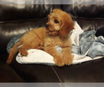 Small Photo #10 Cavapoo Puppy For Sale in COPPERAS COVE, TX, USA