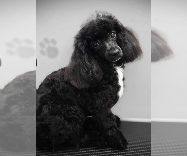 Medium Photo #1 ShihPoo Puppy For Sale in MONTEREY, TN, USA