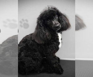 Mother of the ShihPoo puppies born on 08/08/2025