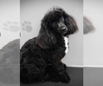 Small Photo #1 ShihPoo Puppy For Sale in MONTEREY, TN, USA