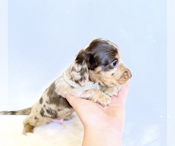 Medium Photo #8 Dachshund Puppy For Sale in DAVIS, CA, USA