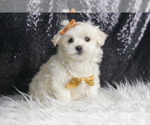 Maltese Puppy for sale in WARSAW, IN, USA