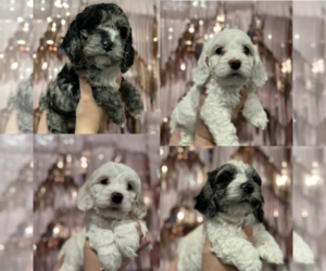 Cockapoo Puppy for sale in BUDA, TX, USA