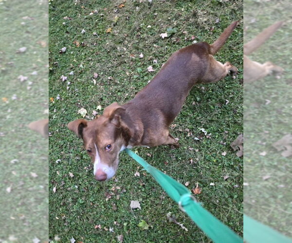 Medium Photo #6 Mutt Puppy For Sale in Winston Salem, NC, USA