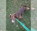 Small Photo #6 Mutt Puppy For Sale in Winston Salem, NC, USA
