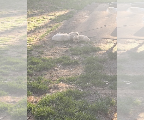 Medium Photo #16 Golden Retriever Puppy For Sale in CHIPPEWA FALLS, WI, USA