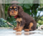 Small Photo #44 Cavalier King Charles Spaniel Puppy For Sale in SALEM, IN, USA