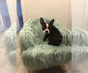 Boston Terrier Puppy for sale in SYLMAR, CA, USA