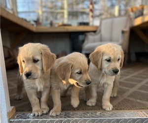 Golden Retriever Litter for sale in MORGANTON, NC, USA