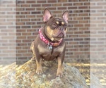 Small Photo #1 French Bulldog Puppy For Sale in BRIGHTON, CO, USA