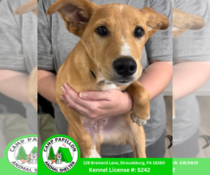 Mutt Dogs for adoption in Stroudsburg, PA, USA