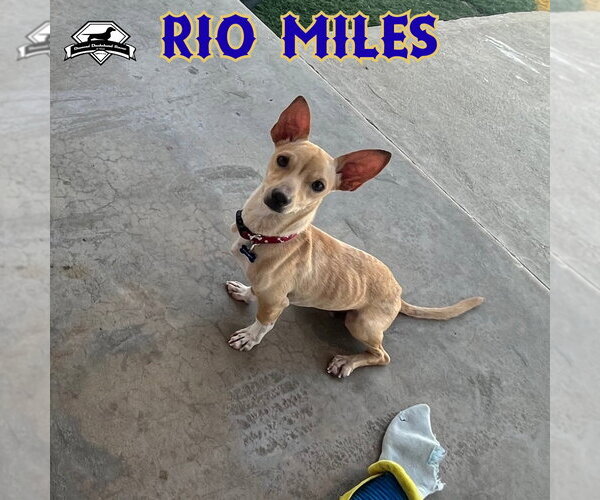 Medium Photo #19 Dachshund-Unknown Mix Puppy For Sale in San Antonio, TX, USA