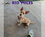 Small Photo #19 Dachshund-Unknown Mix Puppy For Sale in San Antonio, TX, USA