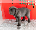 Small Photo #16 Cane Corso Puppy For Sale in BOURBON, IN, USA