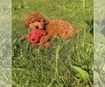 Small #26 Goldendoodle mix (+ Poodle Miniature)
