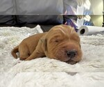 Puppy Dark Green Golden Retriever