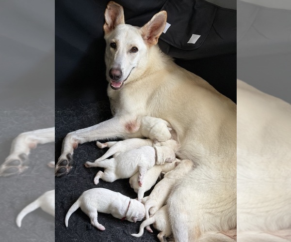 Medium Photo #14 German Shepherd Dog Puppy For Sale in PORT RICHEY, FL, USA