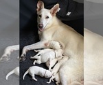 Litter of 6 - Male(s) and Female(s) German Shepherd DogLitter of Puppies for Sale - Photo #14