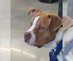 Small #1 Boxer Mix