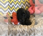 Small Photo #5 Irish Doodle Puppy For Sale in SUMNER, IA, USA
