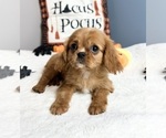Small Photo #4 Cavalier King Charles Spaniel Puppy For Sale in GREENWOOD, IN, USA