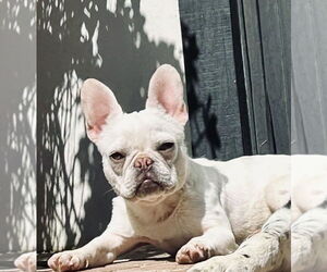 French Bulldog Dogs for adoption in Marina Del Rey, CA, USA