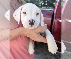 American Bulldog-Unknown Mix Dogs for adoption in Clarkston, MI, USA