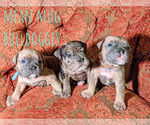 Small Photo #12 Olde English Bulldogge Puppy For Sale in LOUISVILLE, KY, USA
