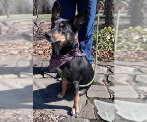 Chesapeake Bay Retriever-Unknown Mix Dogs for adoption in Warrenton, VA, USA