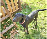 Small #3 Labrador Retriever Mix