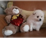 Small Photo #9 Pomeranian Puppy For Sale in SUGAR LAND, TX, USA