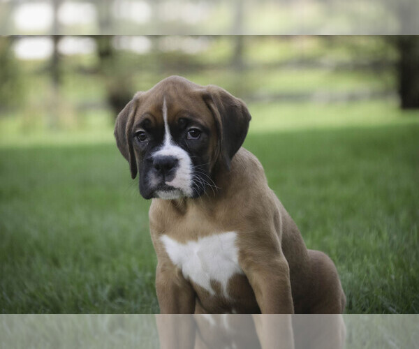 Medium Photo #3 Boxer Puppy For Sale in SHIPSHEWANA, IN, USA