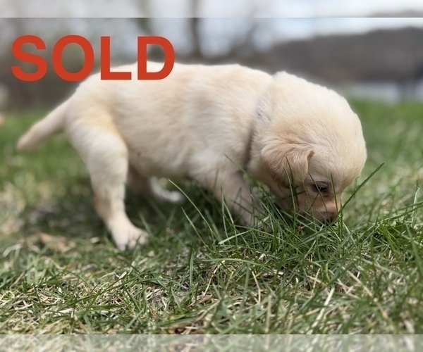 Medium Photo #10 Labrador Retriever Puppy For Sale in EAGAN, MN, USA