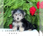 Image preview for Ad Listing. Nickname: Fritz