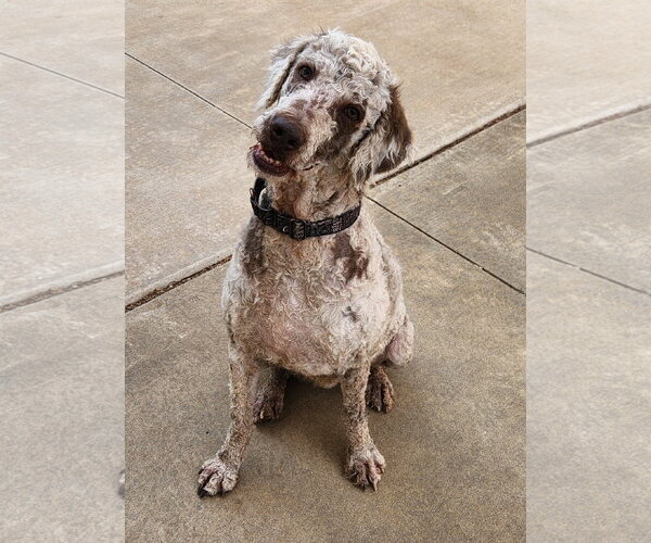 Medium Photo #2 Labradoodle Puppy For Sale in Clinton, OK, USA