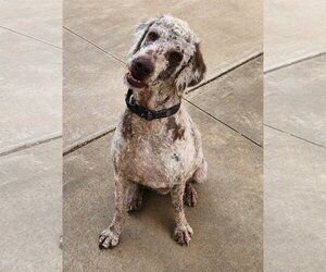 Journey - Female Labradoodle Dog for Adoption - Photo #2