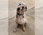 Small Photo #2 Labradoodle Puppy For Sale in Clinton, OK, USA