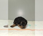 Puppy Orange Male Rottweiler