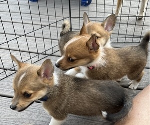 Norweigian Lundehund-Pembroke Welsh Corgi Mix Dogs for adoption in FRANKTOWN, CO, USA