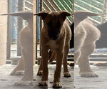 Small Mutt
