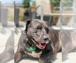 Small Labrador Retriever-Plott Hound Mix