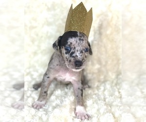 Bluetick Coonhound-Catahoula Leopard Dog Mix Puppy for sale in CAMANCHE LAKE, CA, USA