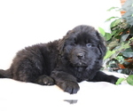 Small Photo #2 Newfoundland Puppy For Sale in SHILOH, OH, USA